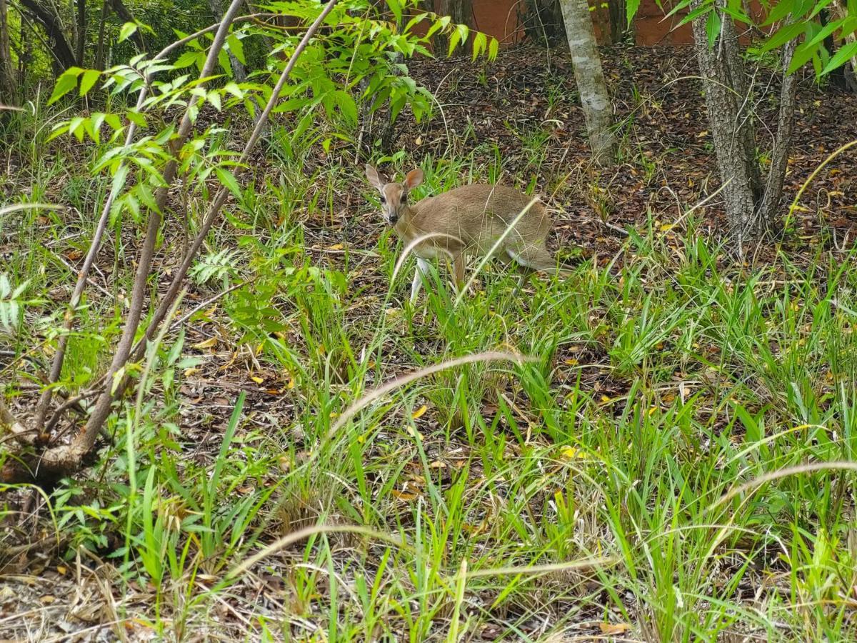 Gosana Eco Nature Hotel Kilifi Bagian luar foto